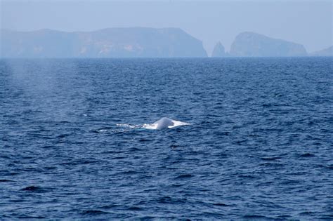 chanel islandwhale watching prices|channel island whale watching cruises.